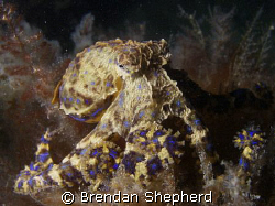 This Blue Ring Octopus sat confidently up on his perch as... by Brendan Shepherd 